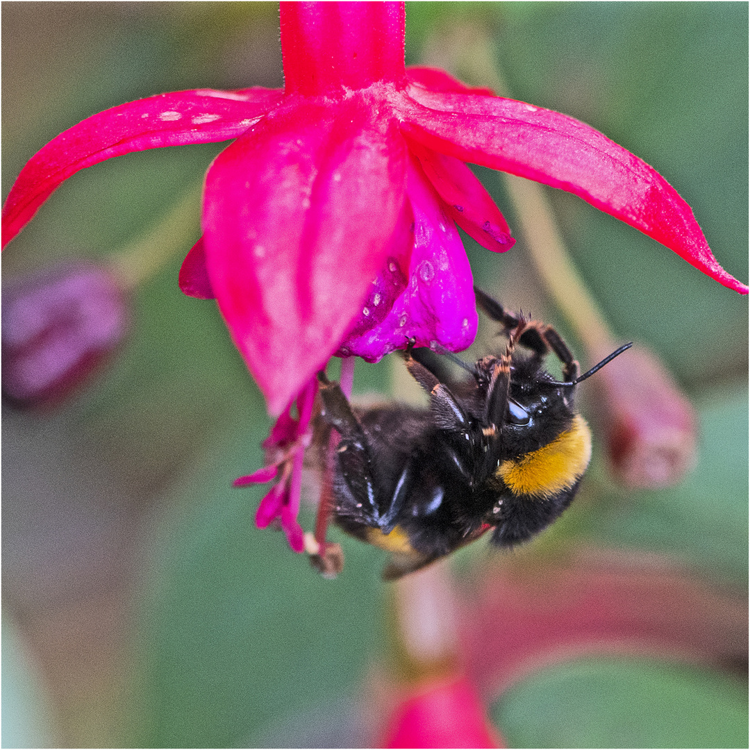 Noch fliegen sie, wenn (7) . . .