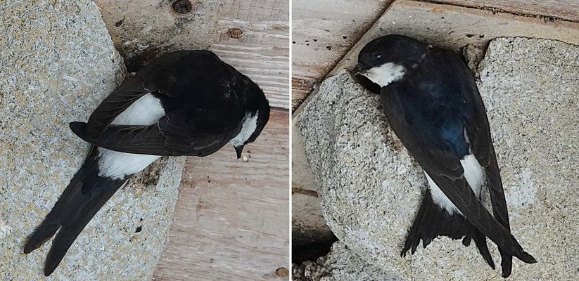 noch fliegen sie zum Füttern hinein