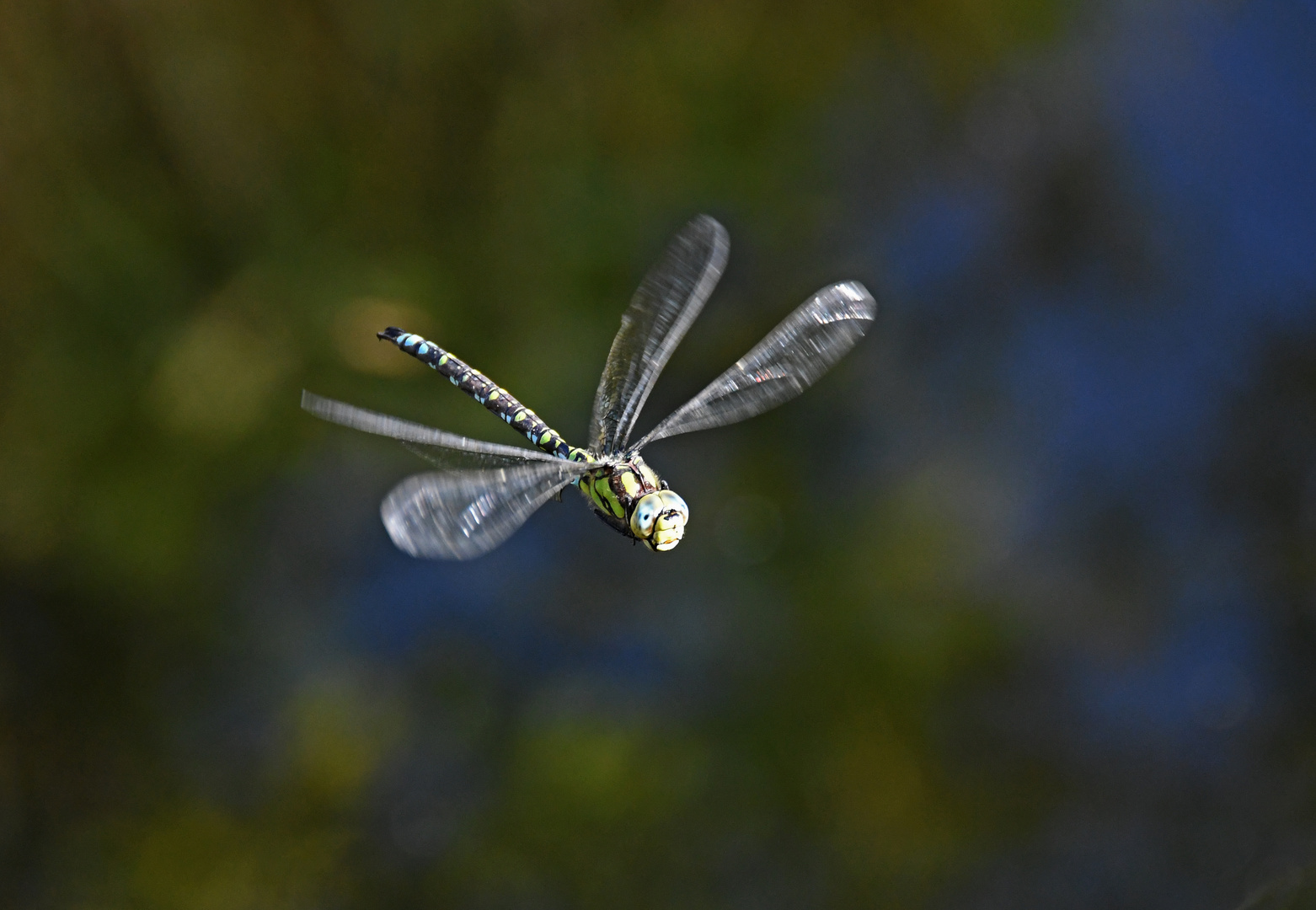 Noch fliegt sie ...