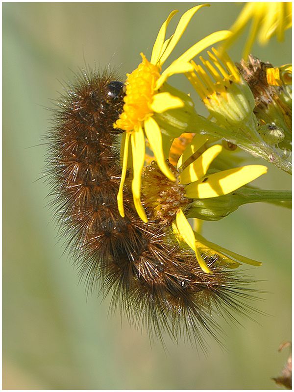 Noch fliegt sie nicht, . . .