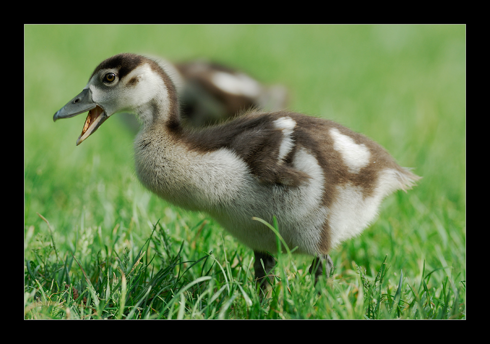 Noch gans klein...