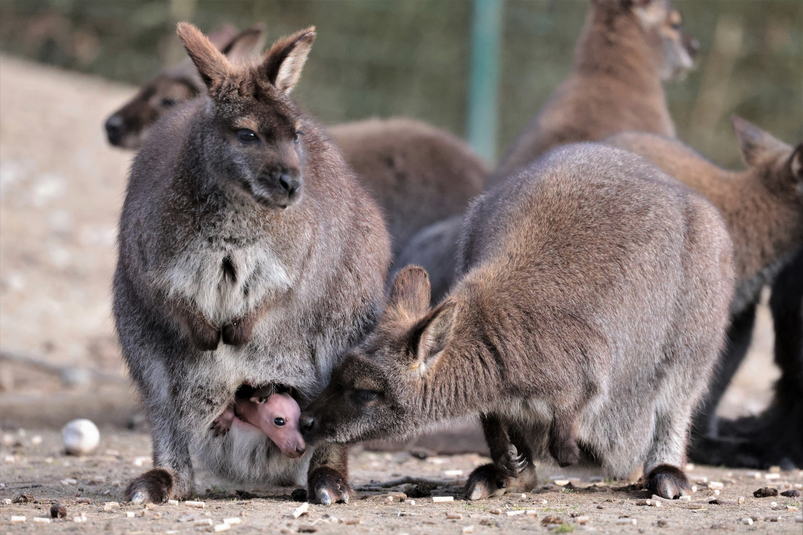 noch ganz naktes Kängurubaby