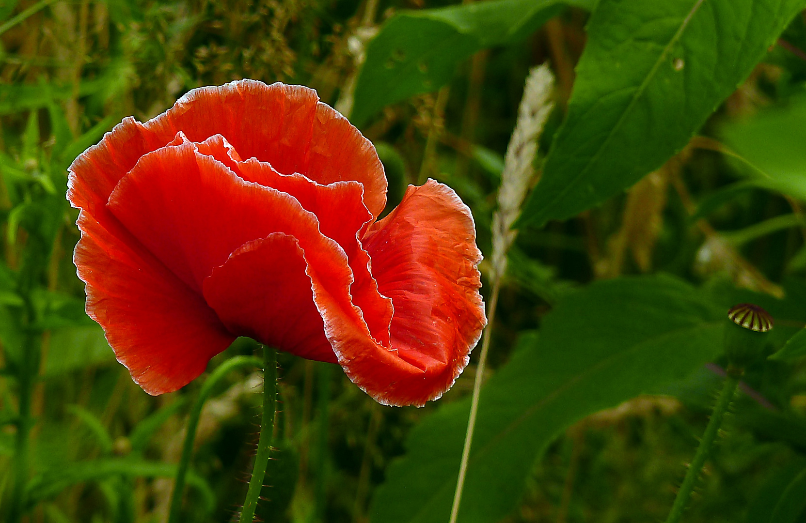 ...noch ganz schnell... Foto &amp; Bild | sommer, natur, mohn Bilder auf ...