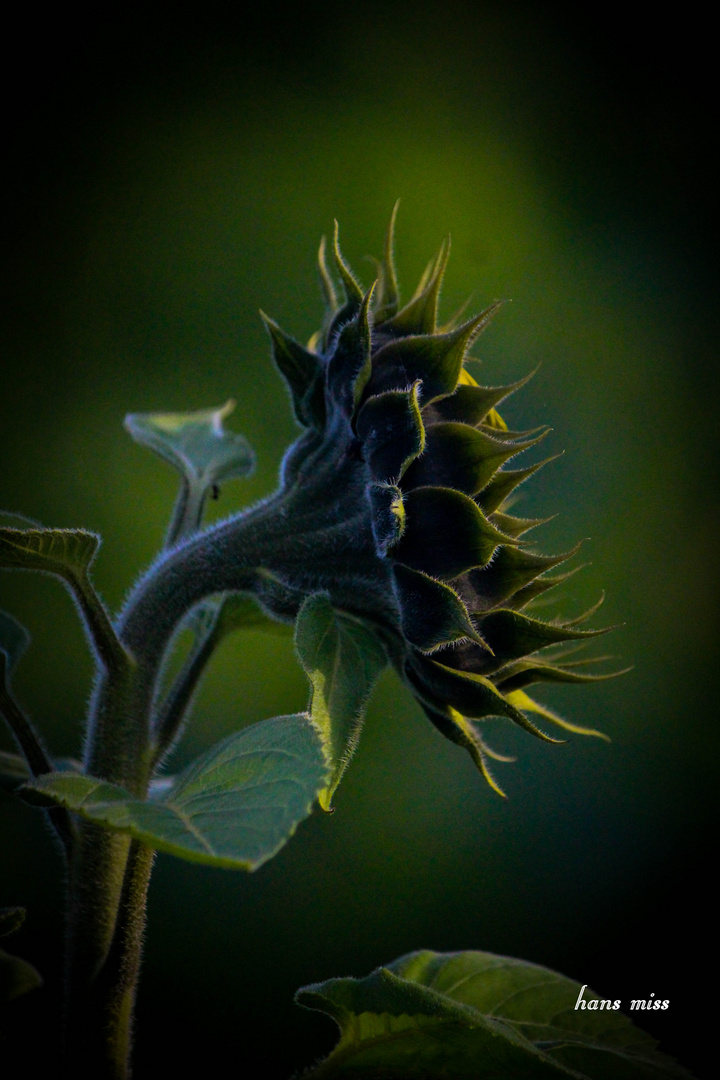 noch geschlossene Blüte