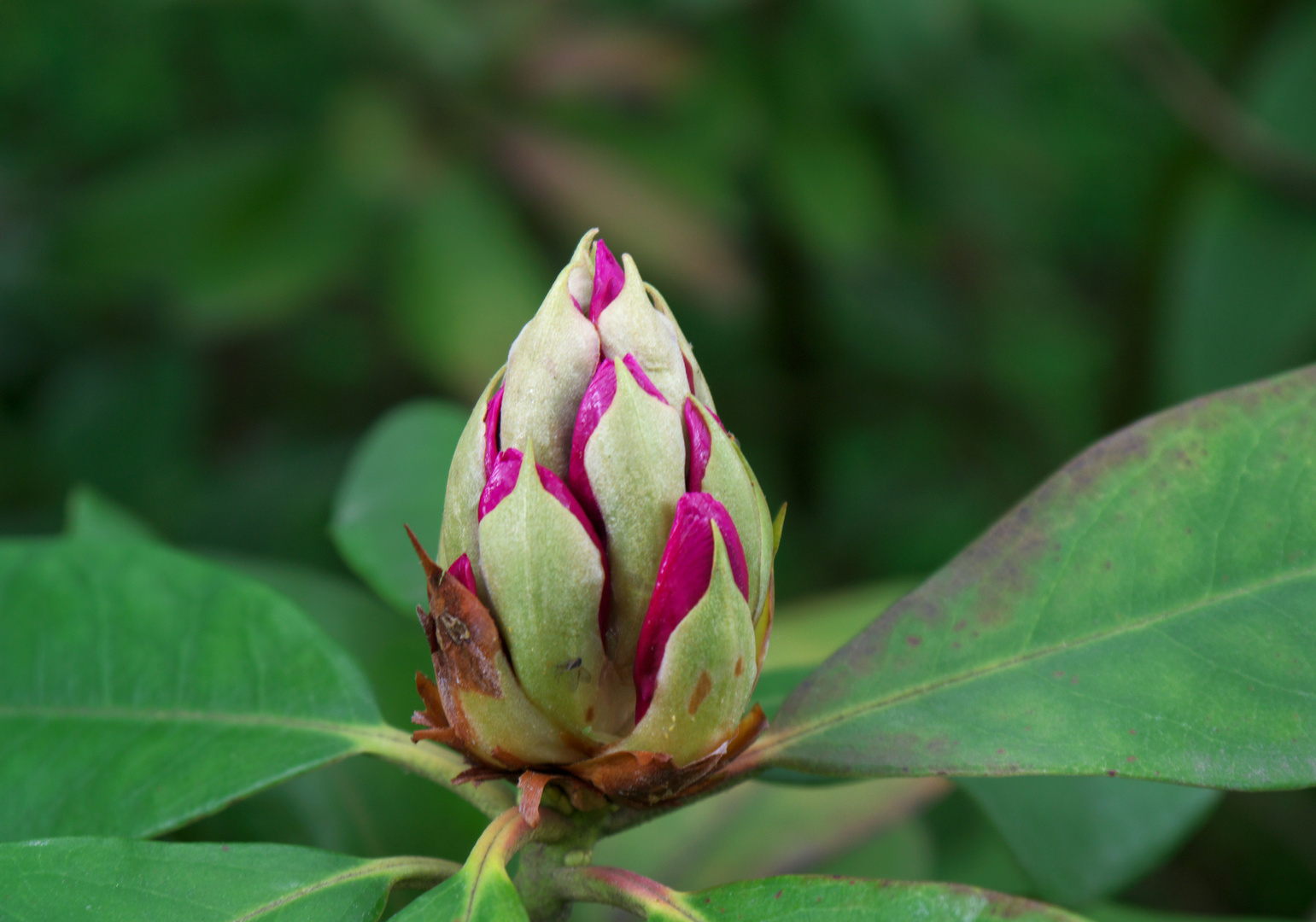 noch geschlossene Blüte