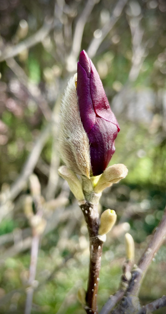 noch geschlossene Blüte der Purpur-Magnolie