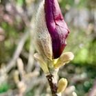 noch geschlossene Blüte der Purpur-Magnolie