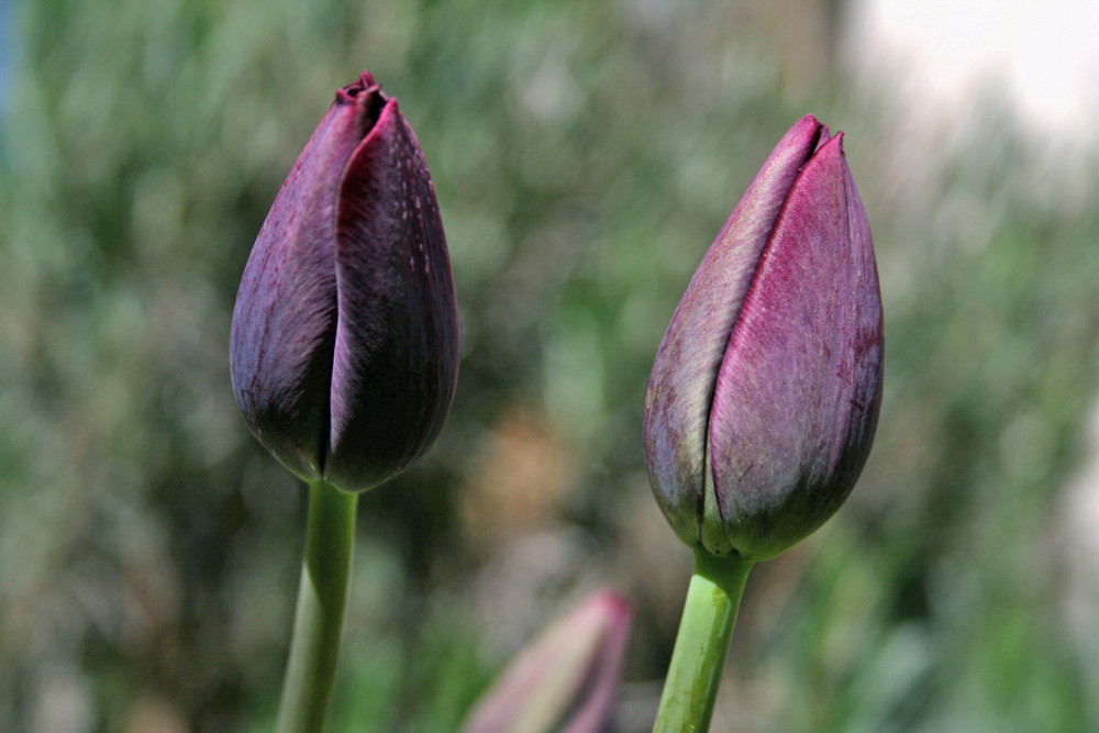 noch geschlossene Blüten