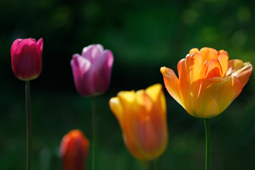 noch geschwind ein paar Blümchen für Irene