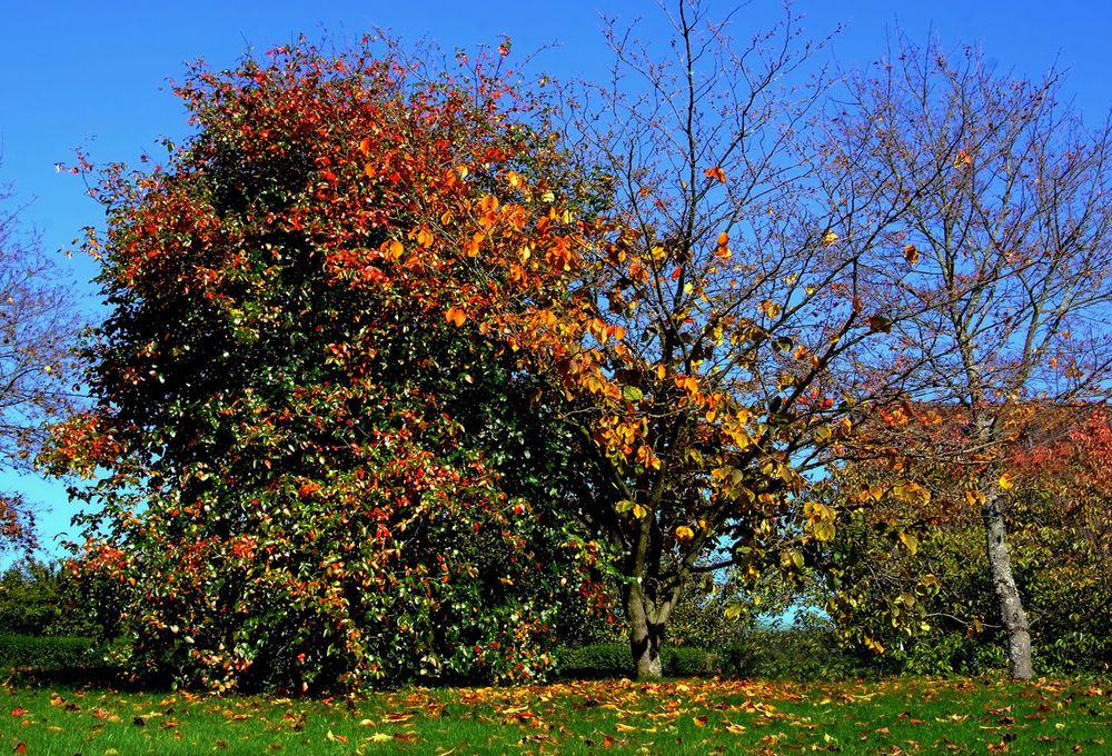 Noch gibt es bunte Herbstfarben ...