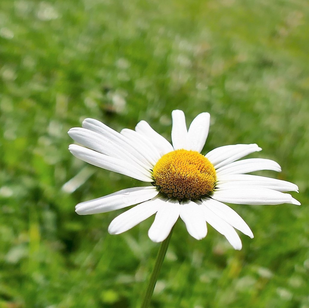 Noch gibt es so schöne Margeriten Foto & Bild pflanzen, pilze
