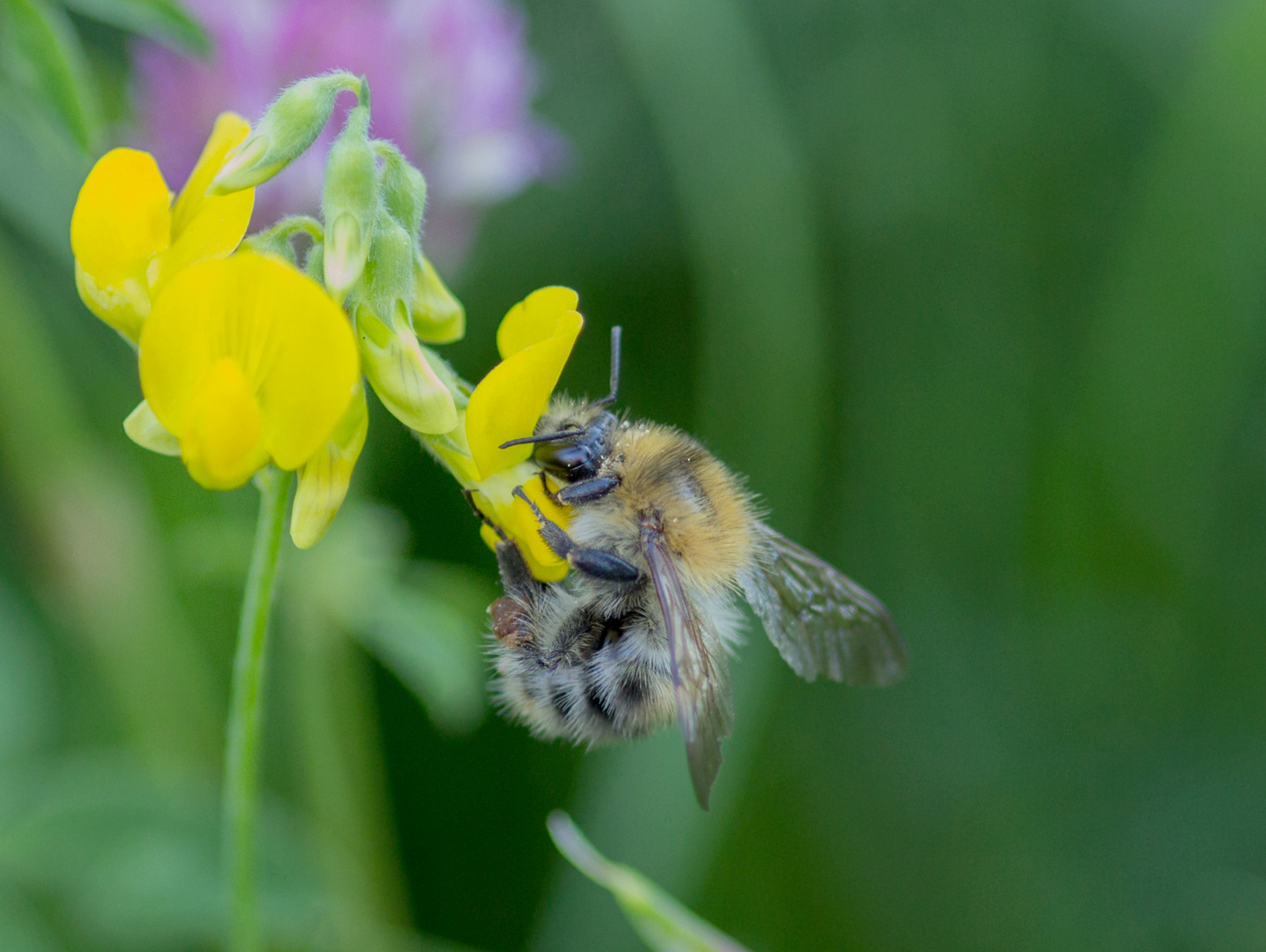 Noch gibt s Pollen 