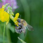 Noch gibt s Pollen 