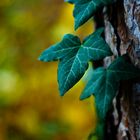 noch grün im Herbst