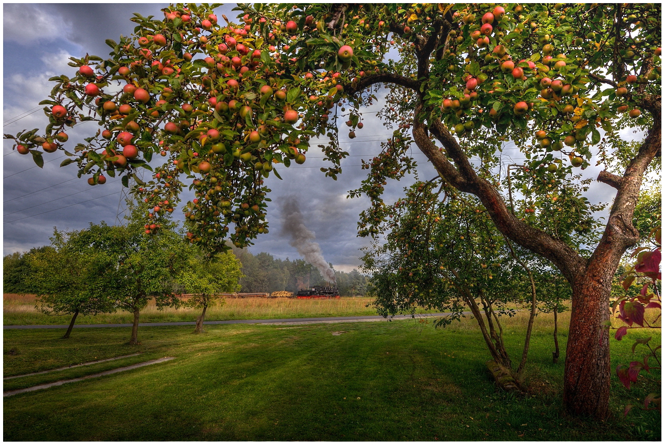 Noch hängen die Apfel...