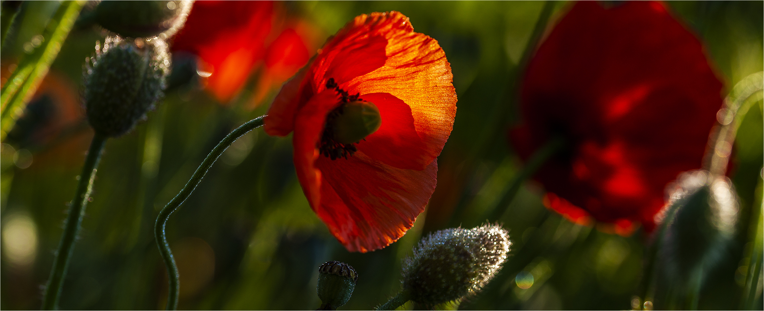 … Noch hat der Mohn nicht einmal Stängel herausgeschoben, aber bald …