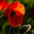 … Noch hat der Mohn nicht einmal Stängel herausgeschoben, aber bald …