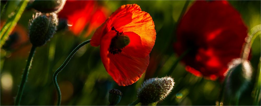 … Noch hat der Mohn nicht einmal Stängel herausgeschoben, aber bald …