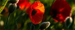 … Noch hat der Mohn nicht einmal Stängel herausgeschoben, aber bald …