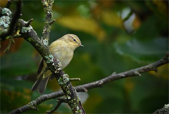 Noch hat der Zilpzalp ...