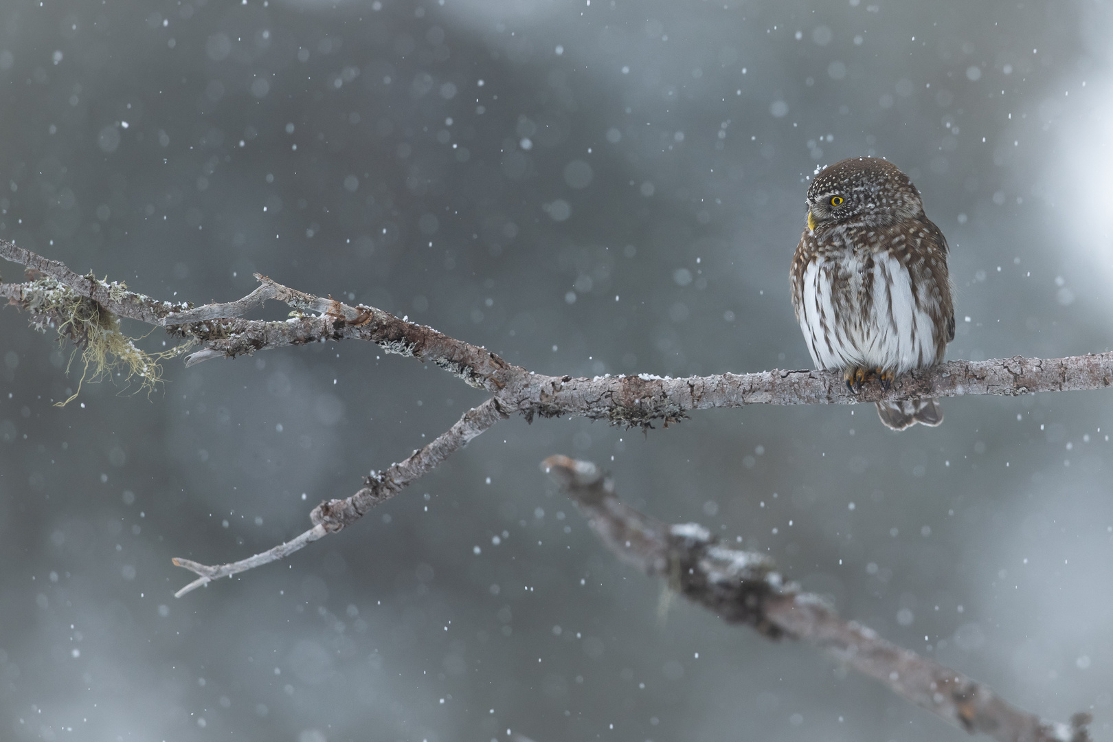 Noch herrscht Winter,...