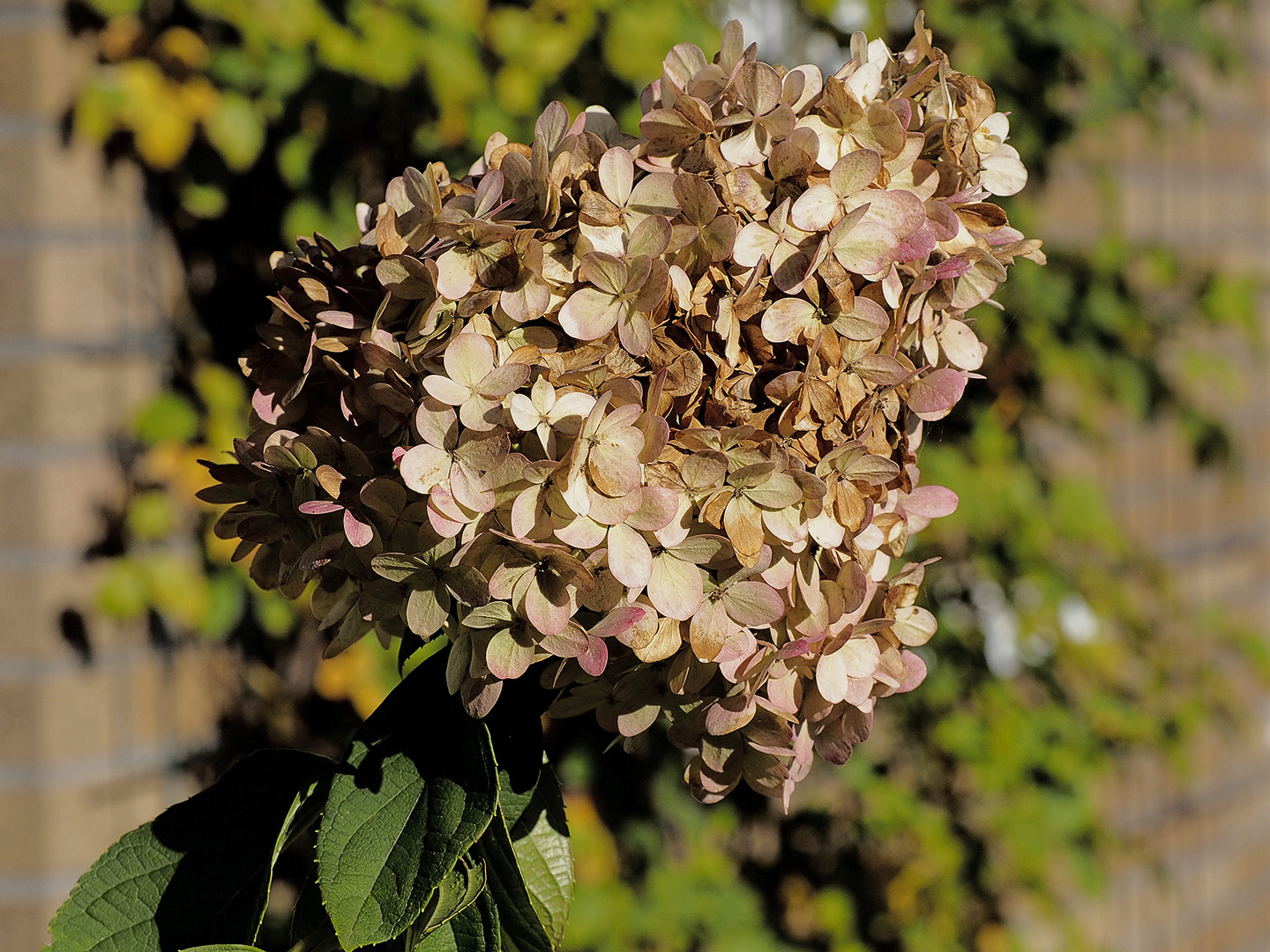 Noch im Herbst eine Schönheit: die Hortensie