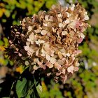 Noch im Herbst eine Schönheit: die Hortensie