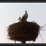 Noch im Nest