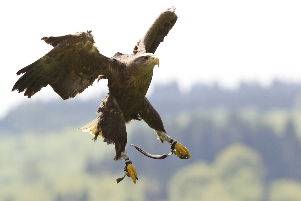 noch im sturzflug ...