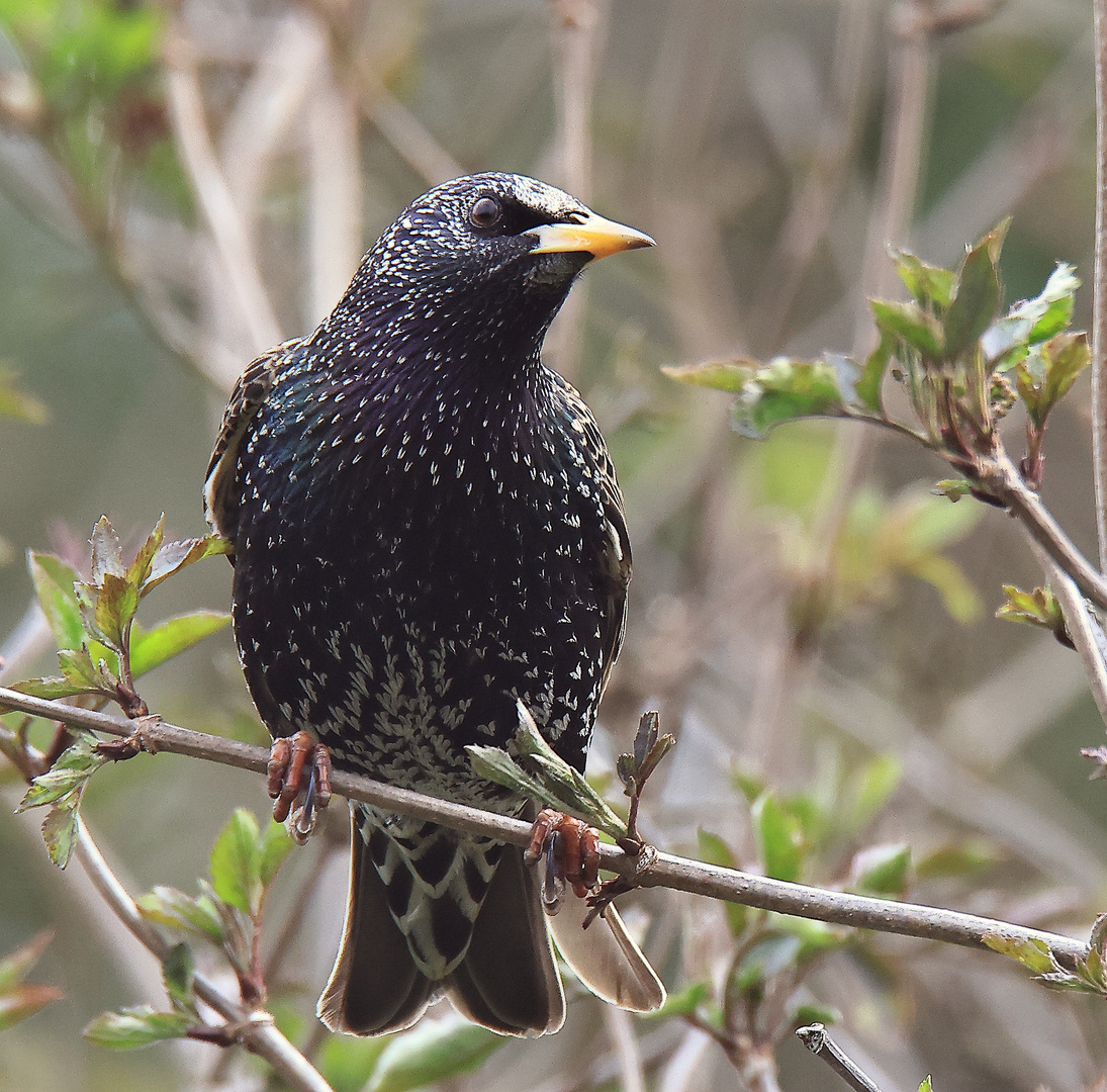 noch im Winterkleid  Star Sturnus vulgaris