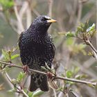 noch im Winterkleid  Star Sturnus vulgaris