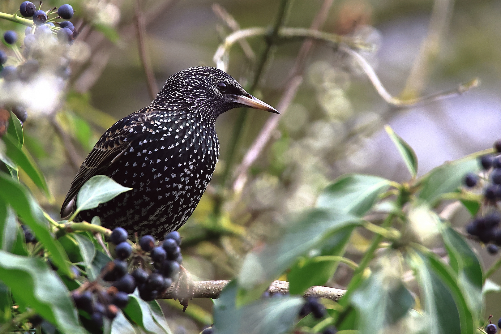 noch im Winterkleid Star Sturnus vulgaris