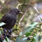 noch im Winterkleid Star Sturnus vulgaris