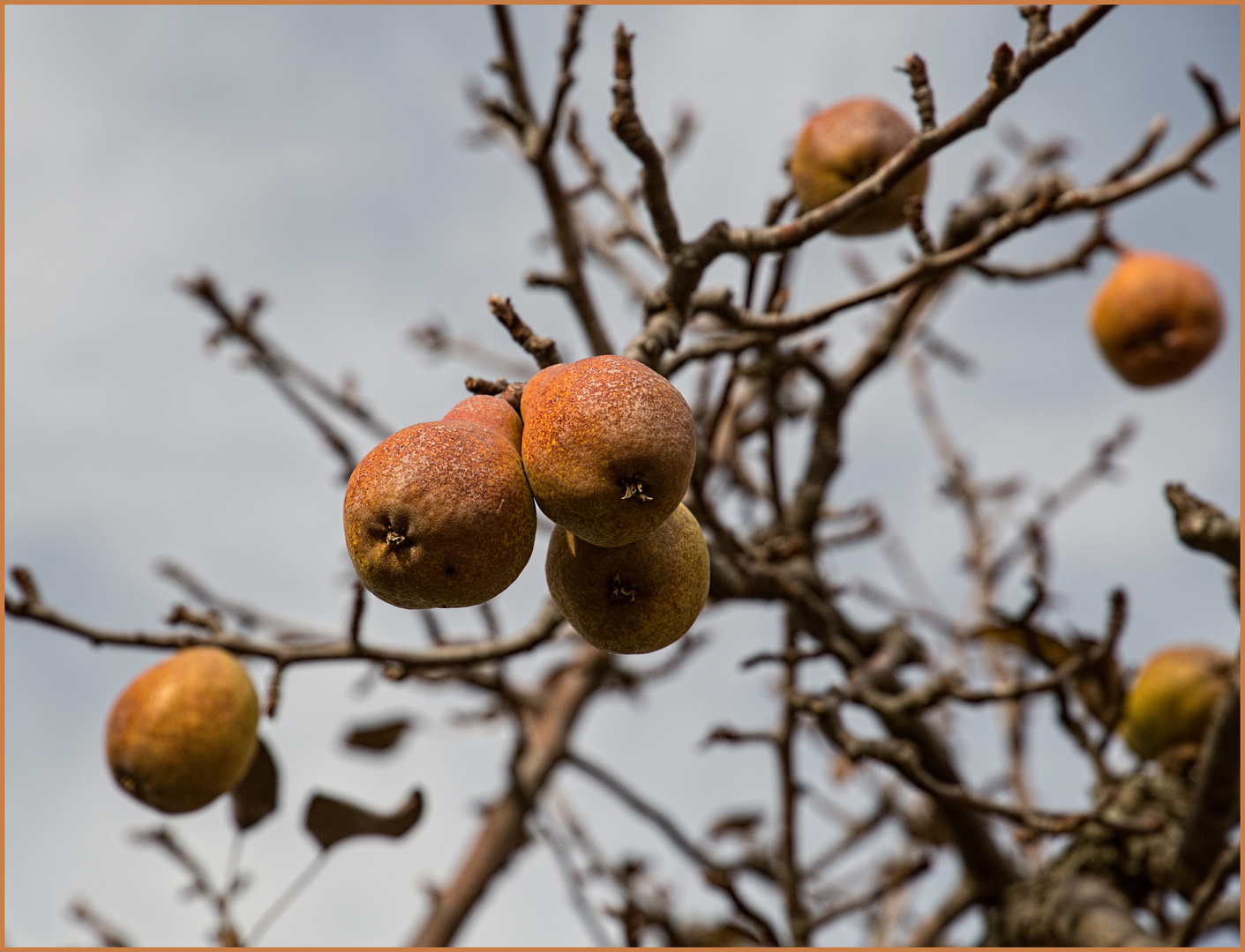 noch immer am Baum...