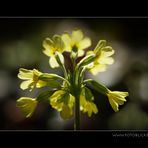 Noch immer am Boden im Wald