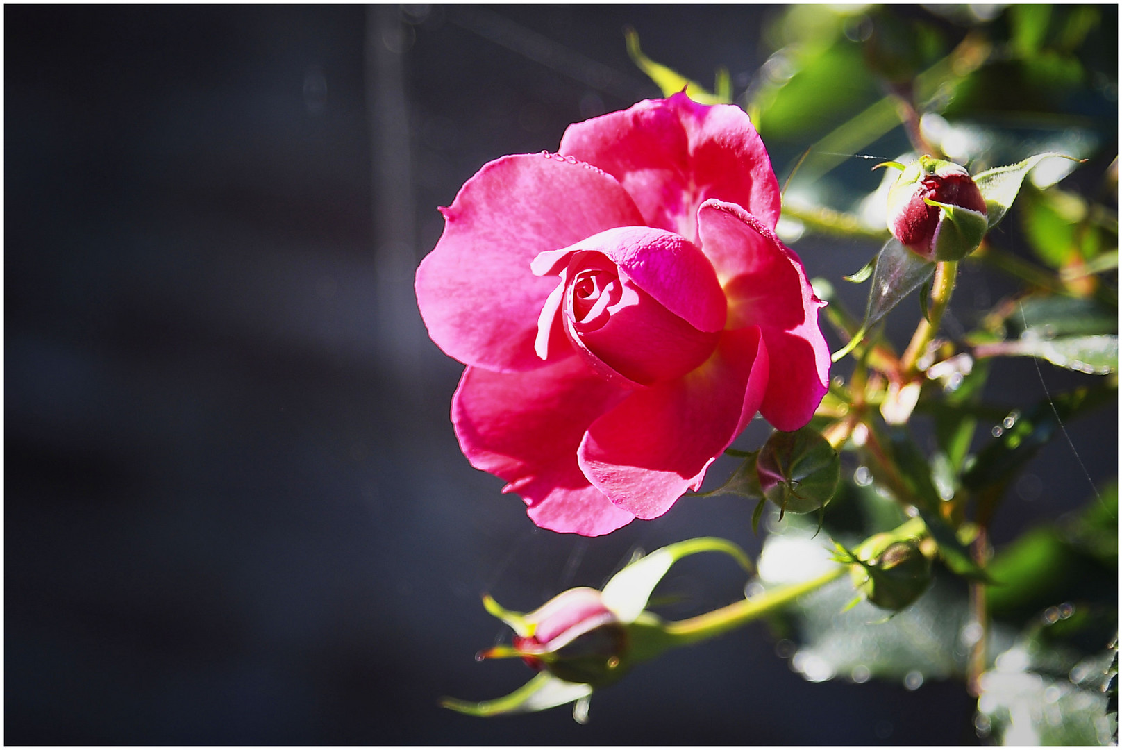 noch immer blühen einige Rosen