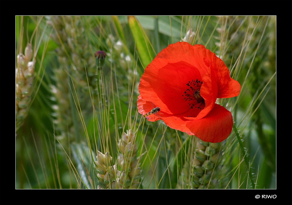 noch immer blüht der Mohn an den Feldern.........