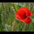 noch immer blüht der Mohn an den Feldern.........