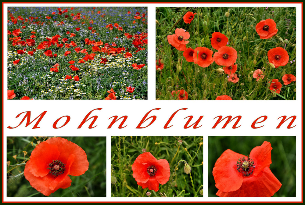 noch immer blüht der Mohn