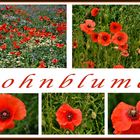 noch immer blüht der Mohn