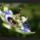 Noch immer blüht die Passiflora