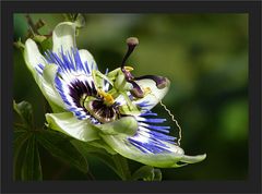 Noch immer blüht die Passiflora