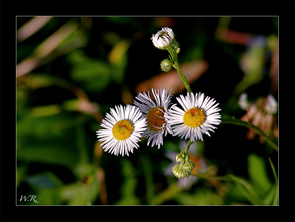 Noch immer blüht es in der herbstlichen Natur...