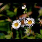 Noch immer blüht es in der herbstlichen Natur...