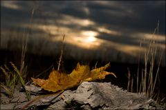 ~Noch immer einsam in der Stille der herannahenden Nacht, mein Ahornblatt~ (3)