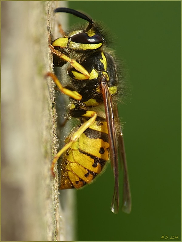 Noch immer holen die Wespen Baumaterial für ihr Nest.