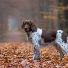 Noch immer ist der Wald sehr herbstlich.