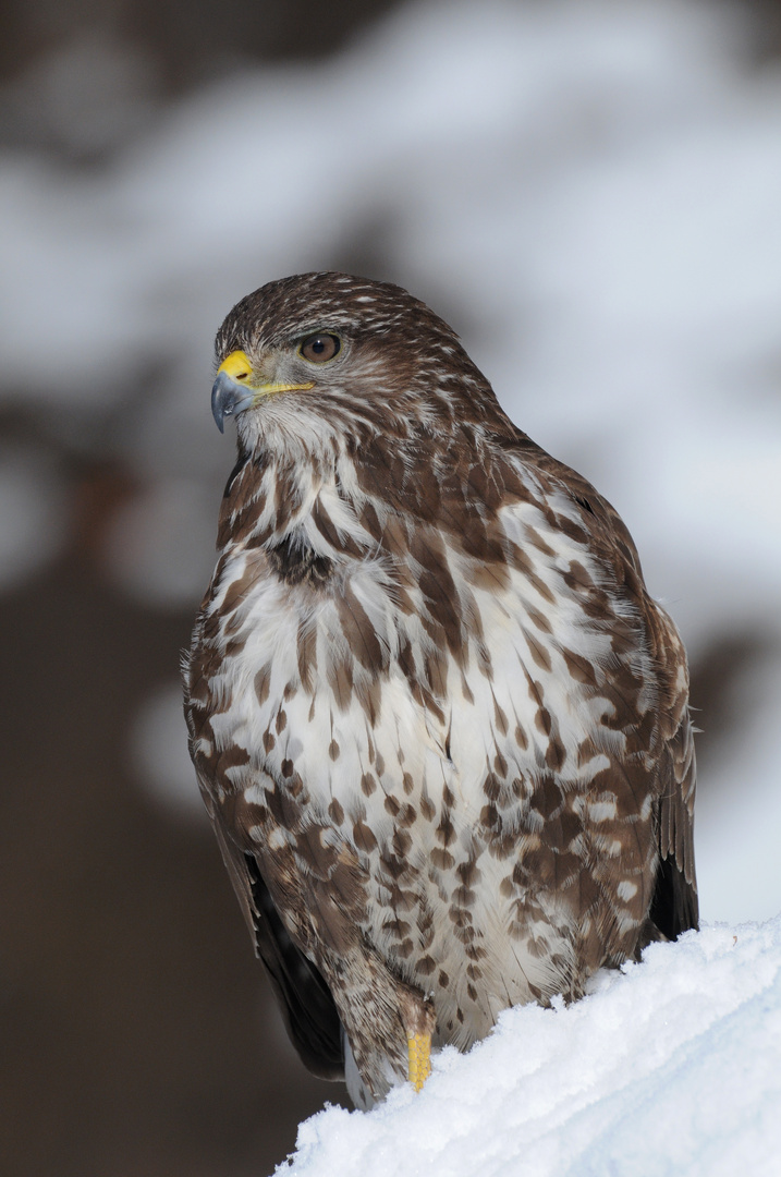 Noch immer Schnee, Mäusebussard