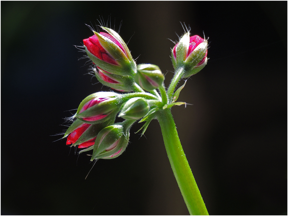 Noch in voller Blüte