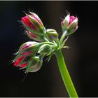 Noch in voller Blüte